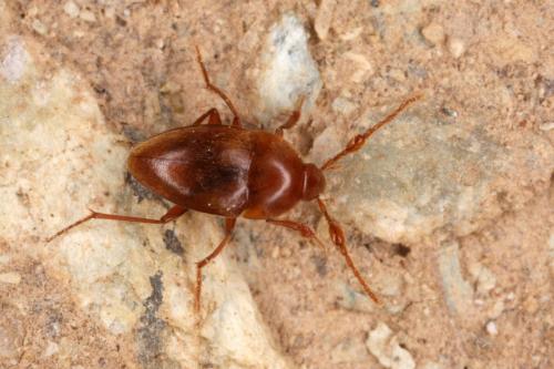 Réf. 328 934 : Paraspeonomus vandeli